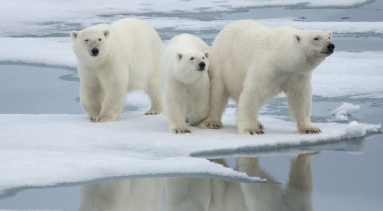 Orsi polari rischio estinzione 2100