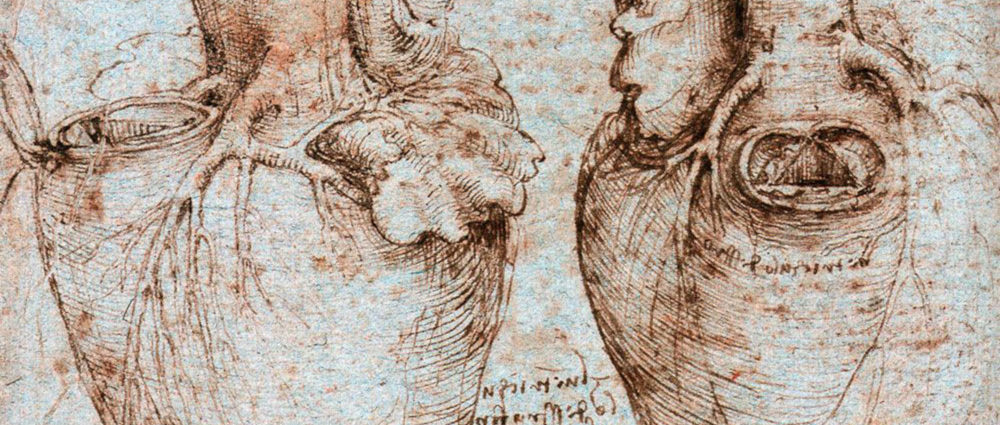 Trabecole cuore disegnate da Leonardo Da Vinci